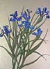 Irises