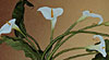 Arum Lilies